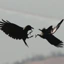 MasterRaven