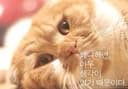 컨디션 킴