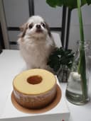 고 발
