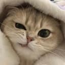 이크림 뭐해