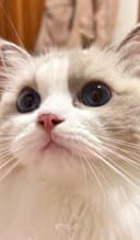 뽀또 potto
